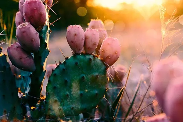 Кактусы любят жару Мифы о кактусах8