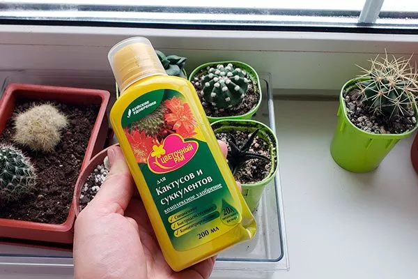 Кактусы никогда не нуждаются в удобрении Мифы о кактусах9