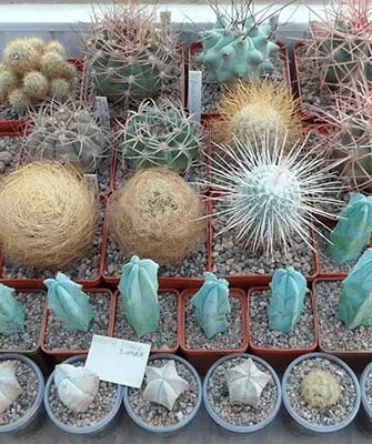 кактусы температура влияет на рост кактусов2