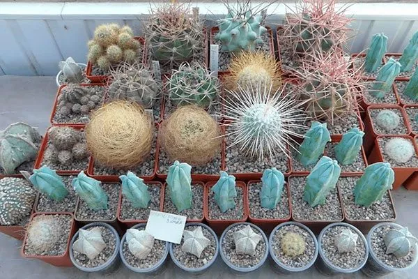 кактусы температура влияет на рост кактусов2