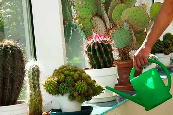 Кактусы вообще не нуждаются в поливе Мифы о кактусах7