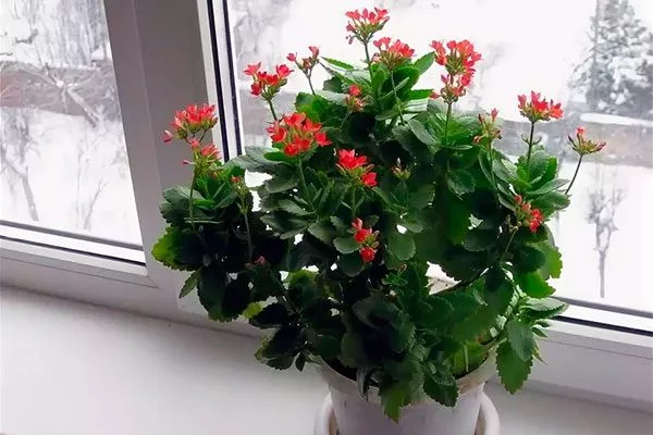 Каланхоэ совмещать с кактусами3