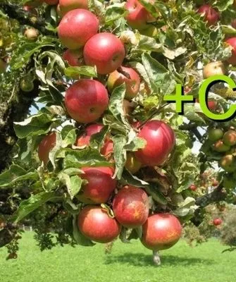 яблоне нужен кальций