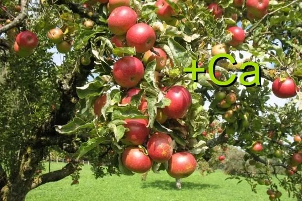 яблоне нужен кальций