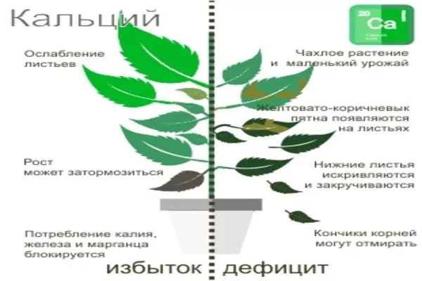недостаток и избыток кальция у растений
