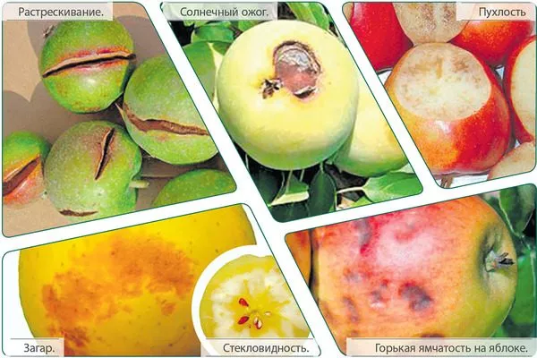 болезни яблонь, связанные с кальциевым питанием