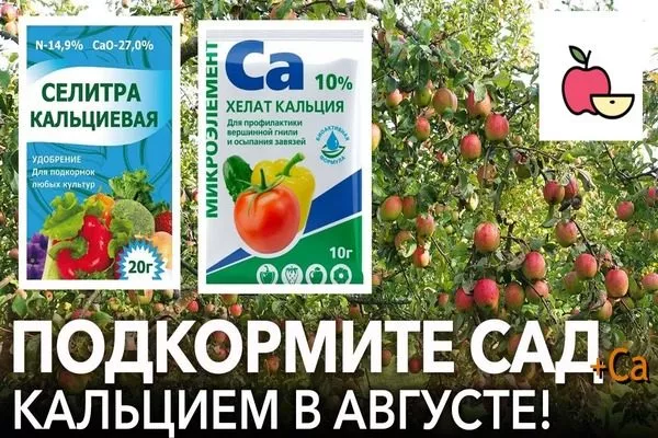 внесите подкормку с кальцием в конце лета