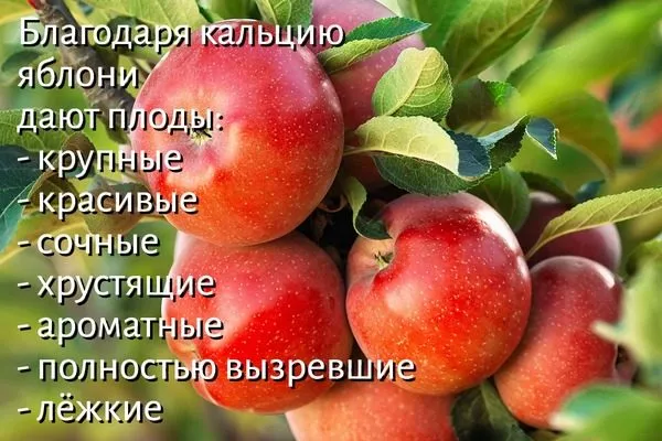 что даёт кальций плодам яблони