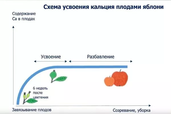 усвоение кальция культурой