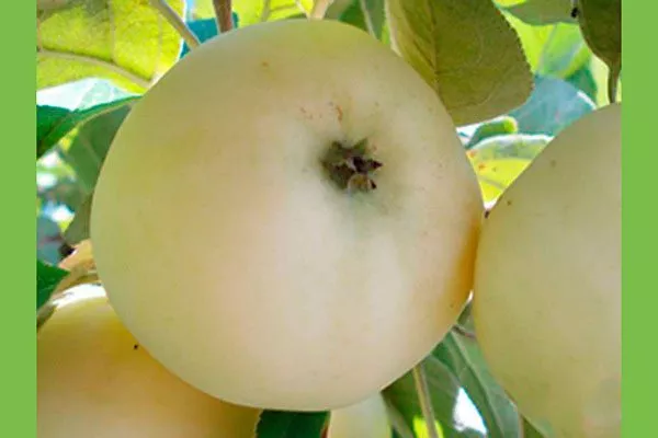 Кальвиль снежный сорта яблони37