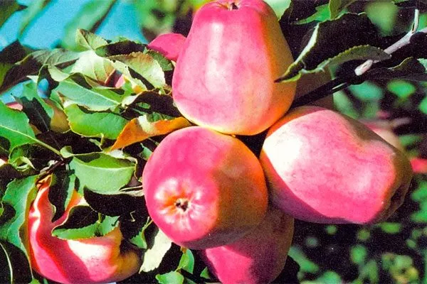 Кандиль Орловский органическое садоводство8