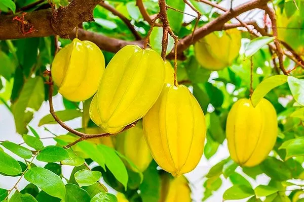 Карамбола4 сорта яблок с необычной формой13