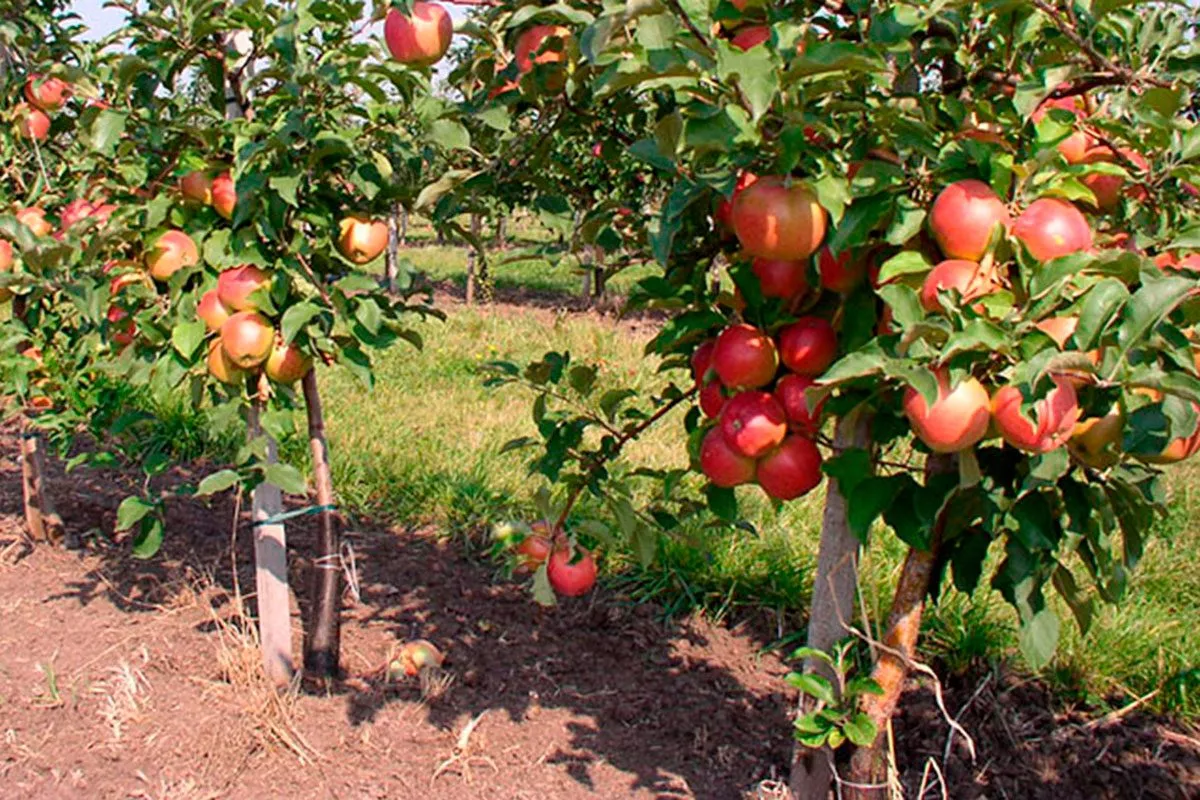 Карликовая пересадка яблони13