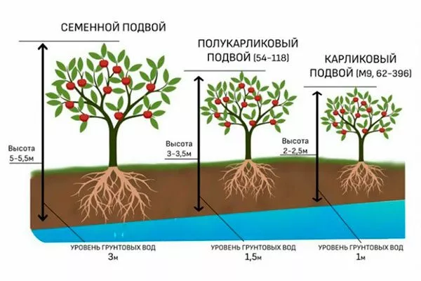 Карликовый Привой и подвой яблони5