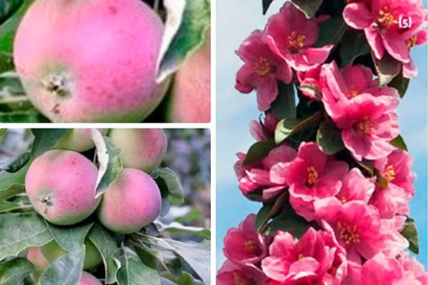 Кармелита Посадка яблони21