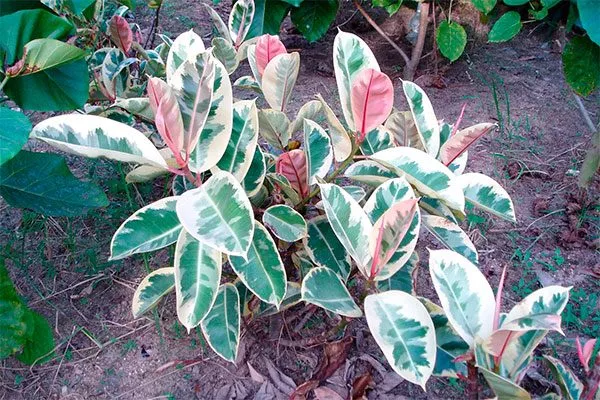 Каучуконосный Мелани вариегатный Самые необычные7