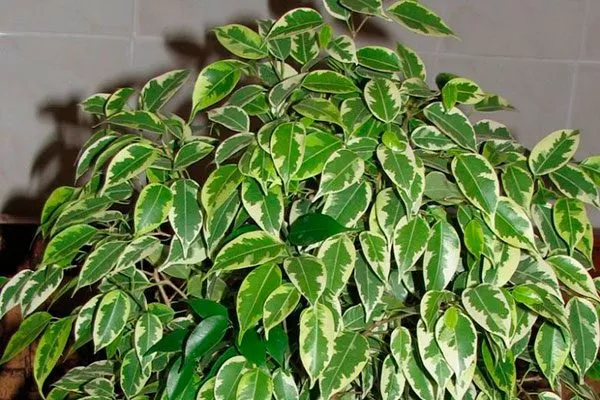 Kinky Фикус бенджамина9