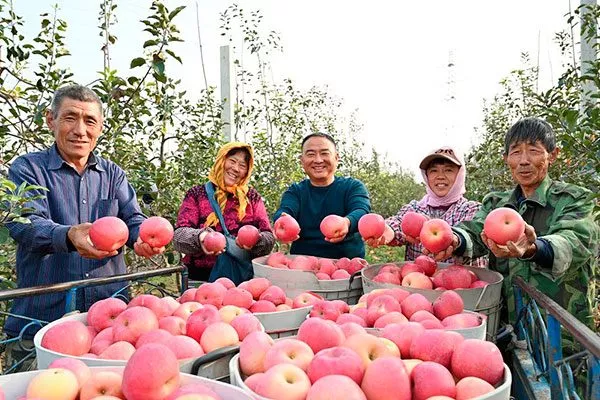 Китае сорта яблони38