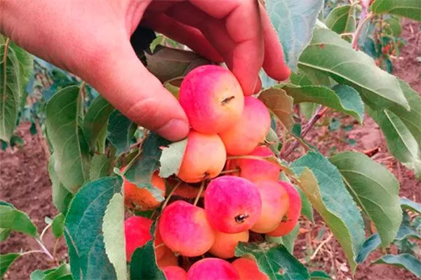 Китайка (райка) сорта яблони39