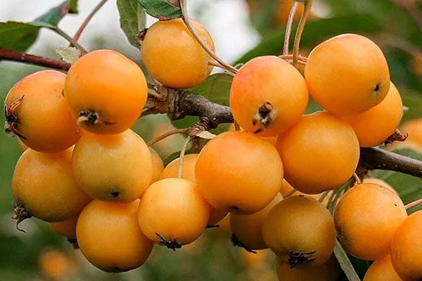 Китайка золотая Опыление яблони7