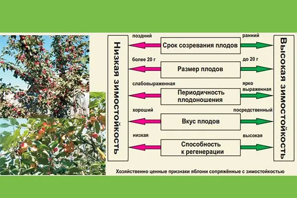 классификация Посадка яблони23