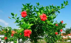 Климат место посадки гибискуса5