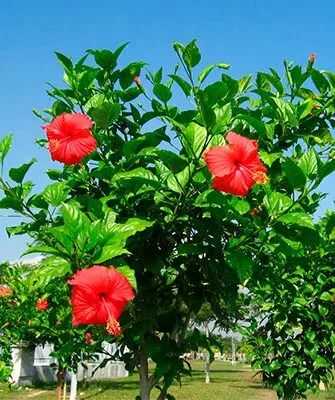 Климат место посадки гибискуса5