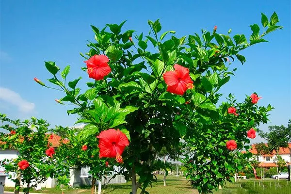 Климат место посадки гибискуса5