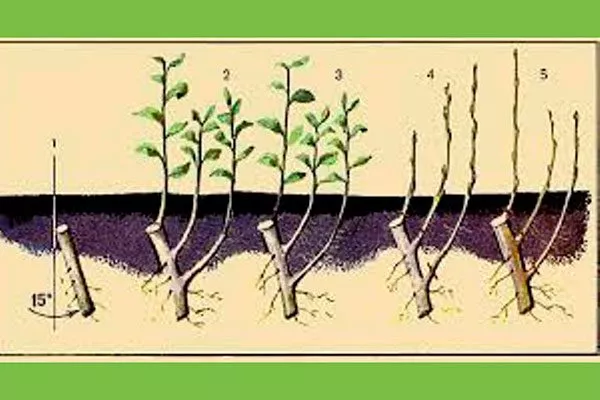 Клоновый подвой из черенков Подвой у яблони6