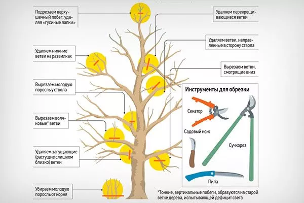 Ключевые правила формировки крона яблони13