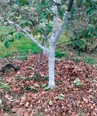 Когда готовить яблони к зиме Зимовка яблони10