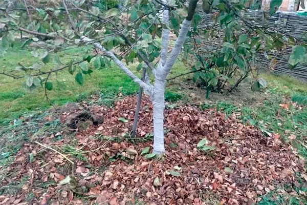 Когда готовить яблони к зиме Зимовка яблони10