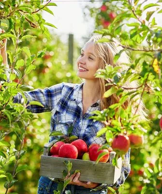 сбор яблок в саду