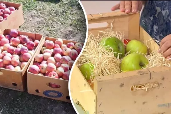 закладывайте яблоки в ящики с бумагой или сухим наполнителем