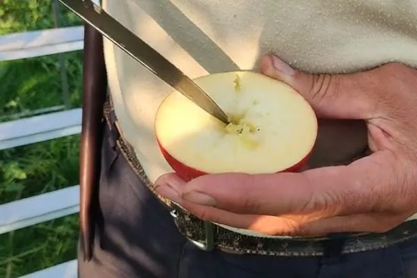 спелое яблоко в разрезе