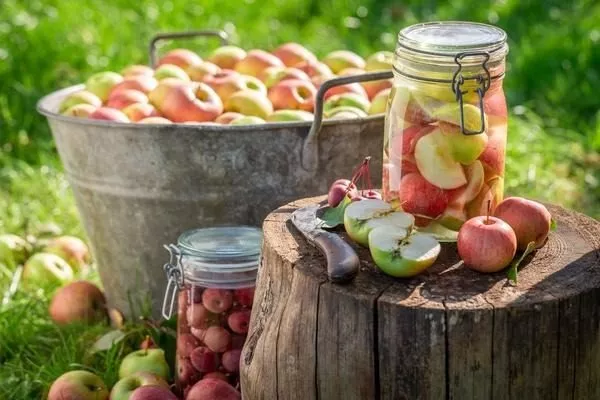 яблоки технической формы хороши для приготовления заготовок на зиму