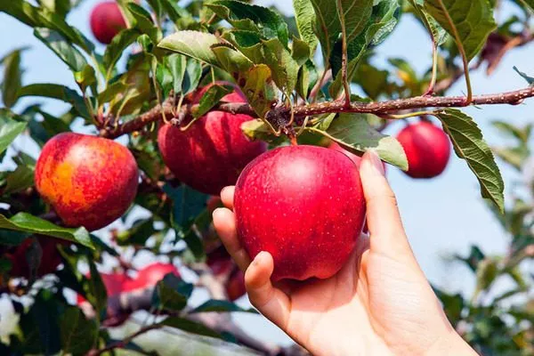 придерживайтесь сроков съёма плодов