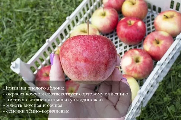 признаки спелого яблока