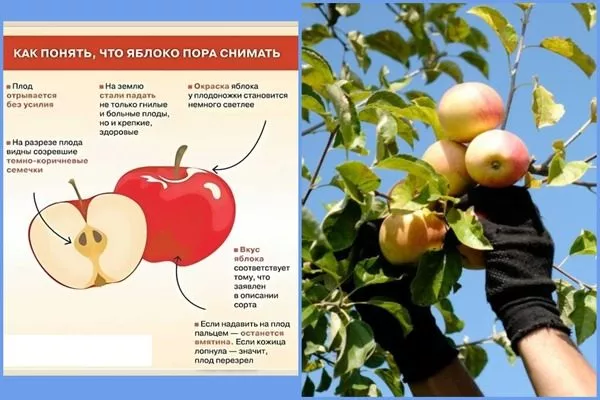 сбор яблок, когда и как