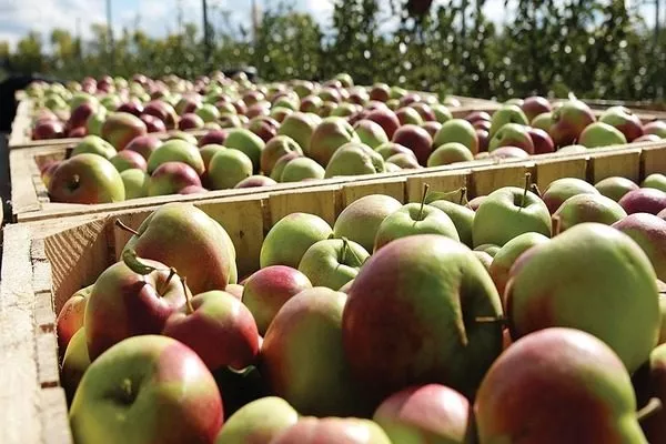 собранные яблоки