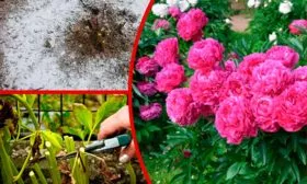 Когда нужно готовить пионы к холодам укрыть пионы перед зимовкой13