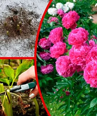 Когда нужно готовить пионы к холодам укрыть пионы перед зимовкой13