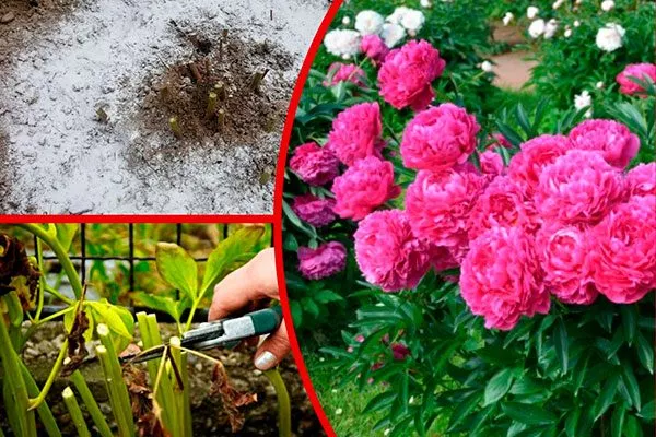 Когда нужно готовить пионы к холодам укрыть пионы перед зимовкой13
