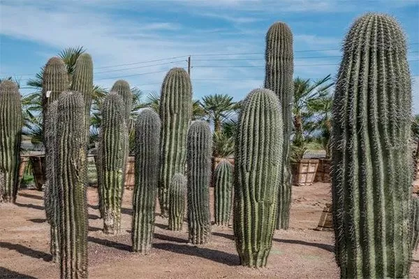 Колоннообразные температура влияет на рост кактусов3