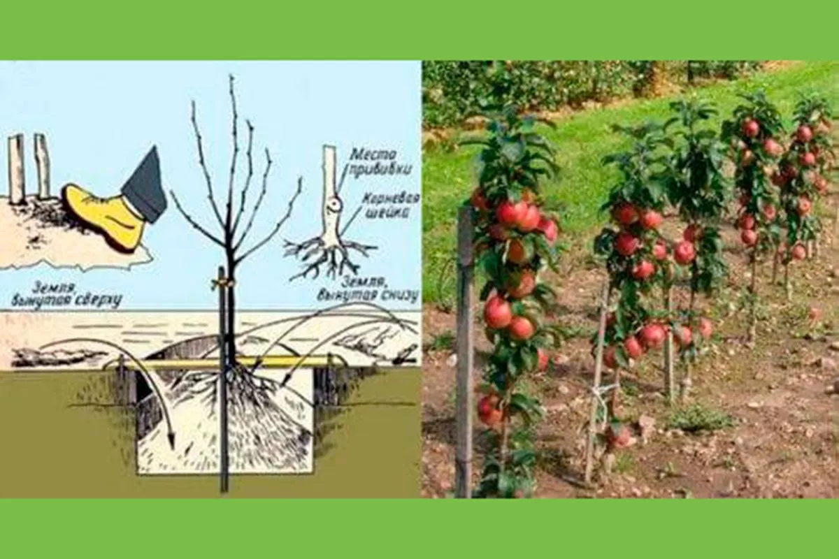 Колоновидная пересадка яблони14