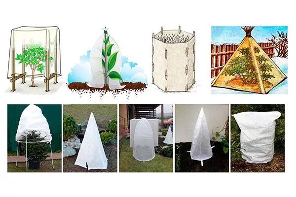 Колпаки1 Зимовка яблони12