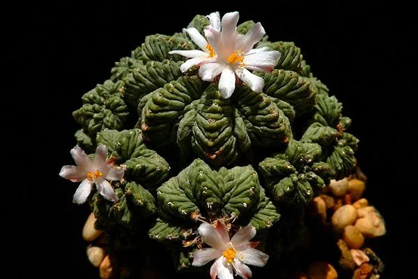 колючки или шипы на поверхности стеблей Азтекиум7