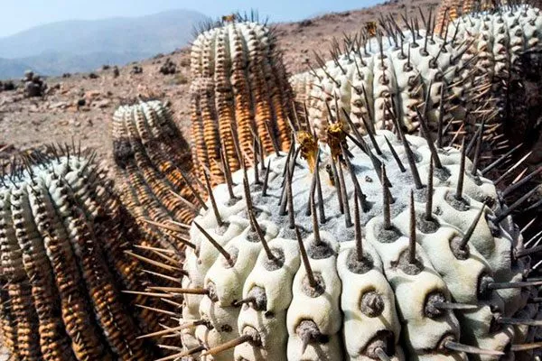 колючки Копьяпоа6