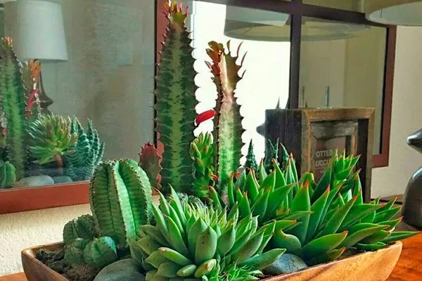 Комбинация кактусов с суккулентами