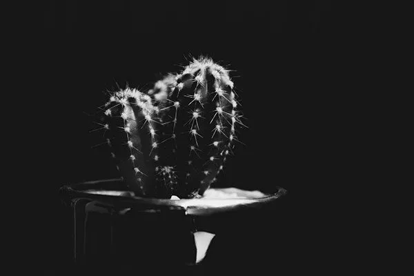 Комнатные кактусы могут выжить в полной темноте Мифы о кактусах10